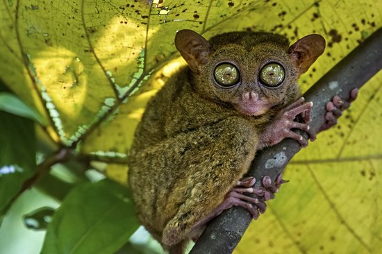 Philippine Tarsier Sanctuary