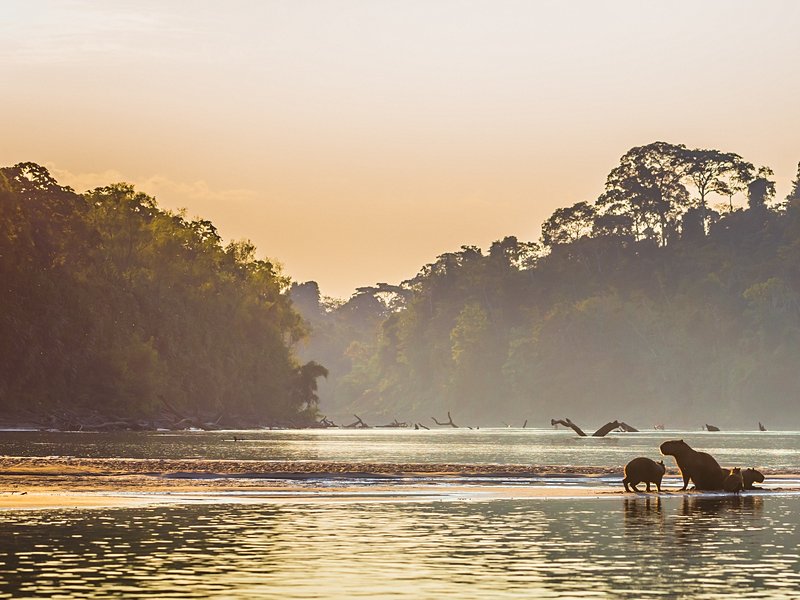 Le parc national du Manu