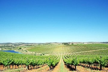 Route des vins de l'Alentejo