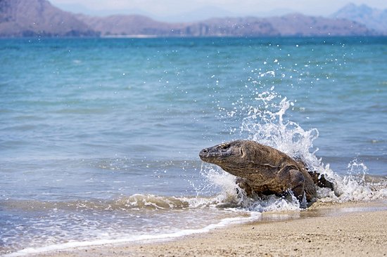 Le parc national Komodo