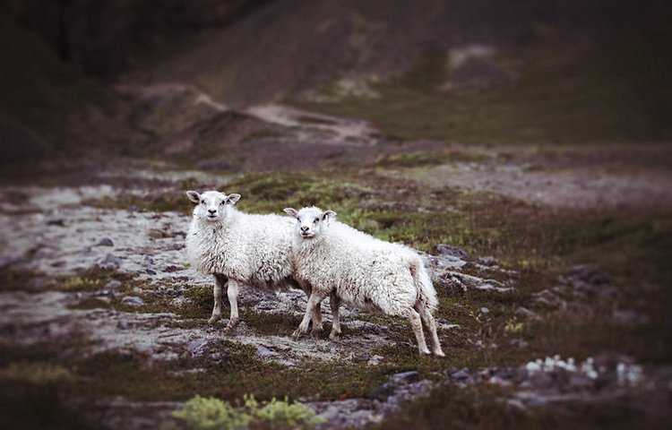 Moutons islandais