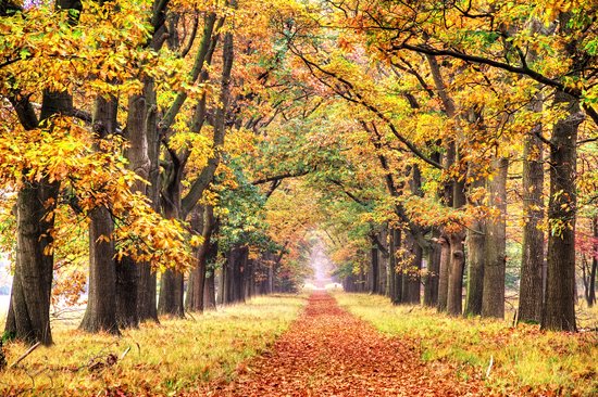 Parc national De Hoge Veluwe