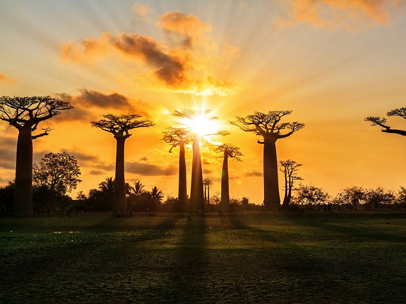 Allée des baobabs de Morondava