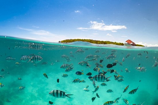 Île de Mnemba