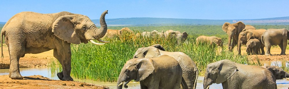 Parc national des Éléphants d'Addo