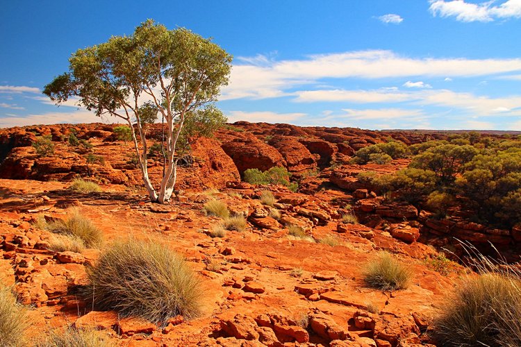Kings Canyon et le Parc national de Watarrka 2