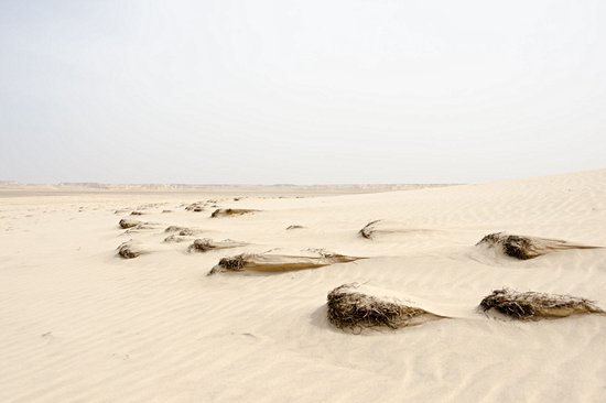 Dune Blanche