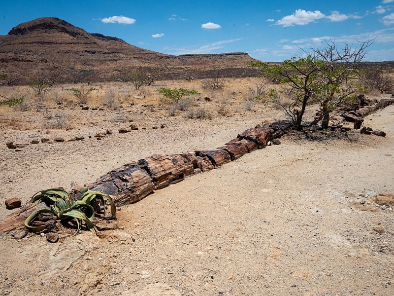 Petrified Forest