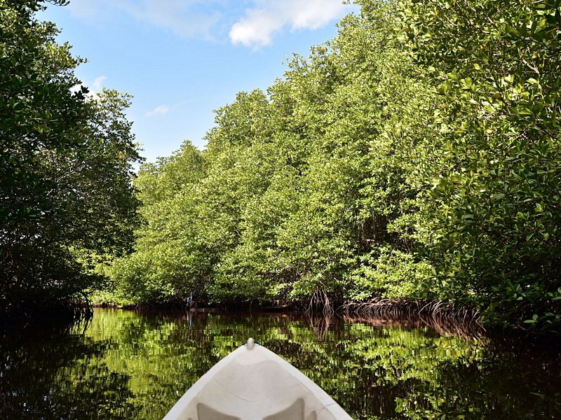 Faire du kayak dans la mangrove