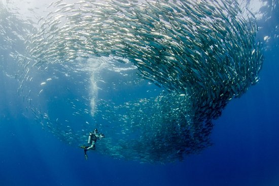 Plonger sur le récif corallien de la mer de Cortez