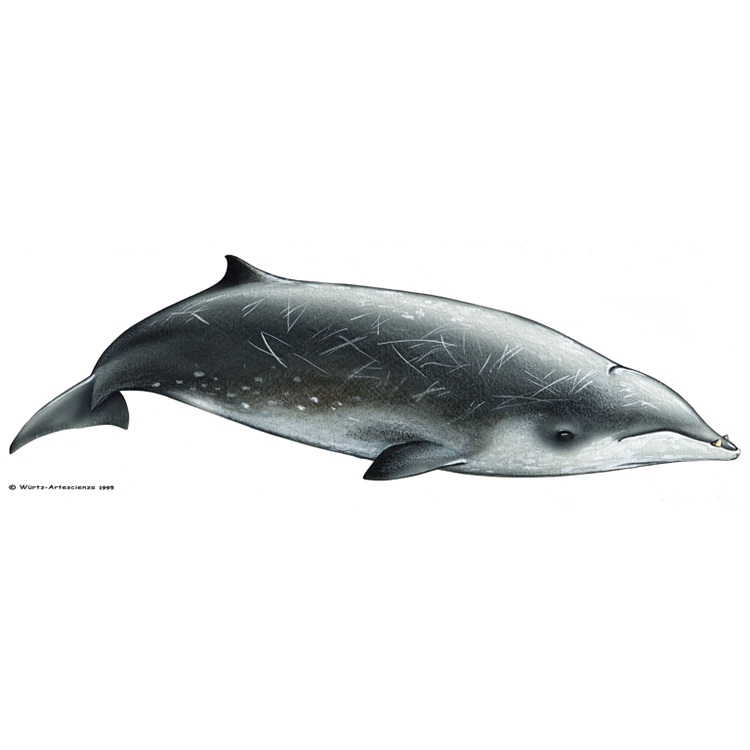 LE MÉSOPLODONS : Mésoplodon de Gervais