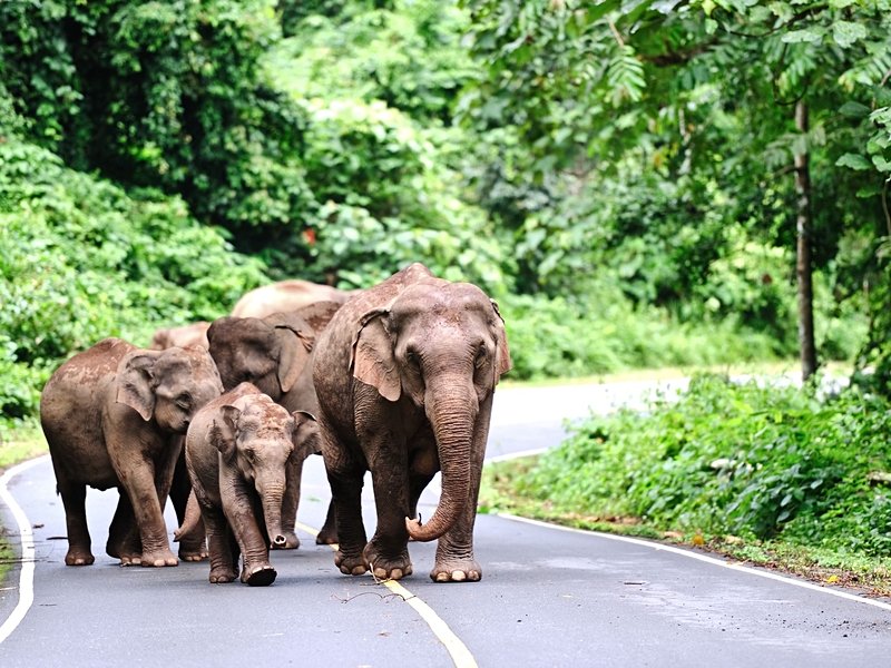 Parc national de Khao Yai