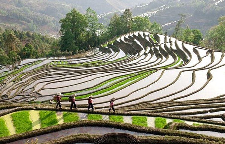 Rizières dans le Yunnan