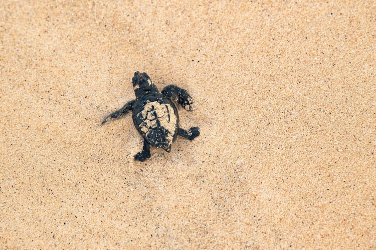 Les plages du Nord de Maio, épaves et tortues de mer 2