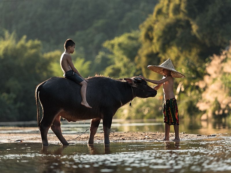 Sapa