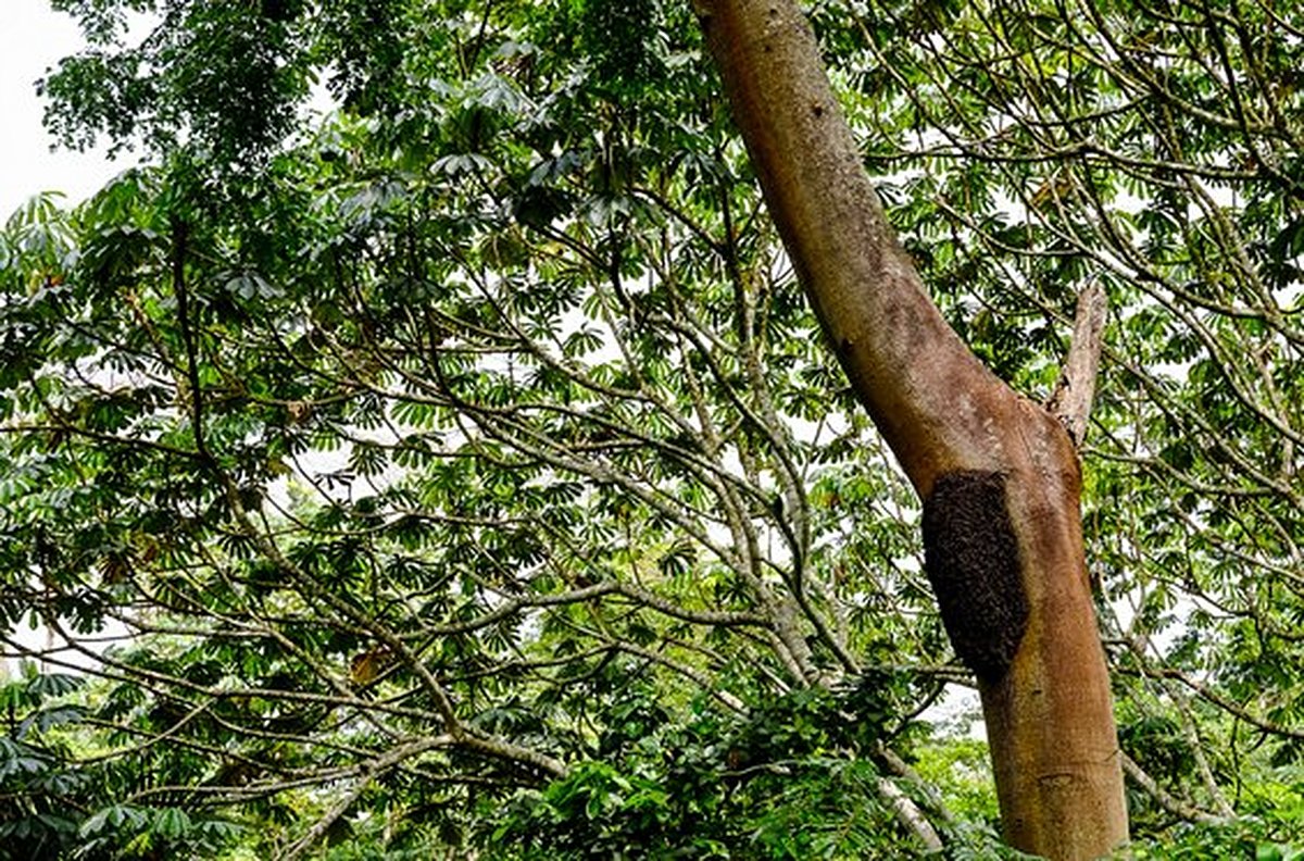 Faire de la randonnée dans la forêt classée de Missahoé