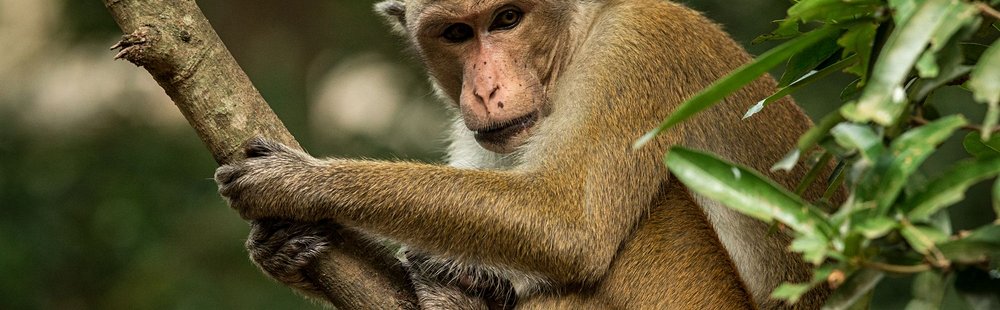 Parc national de Wilpattu