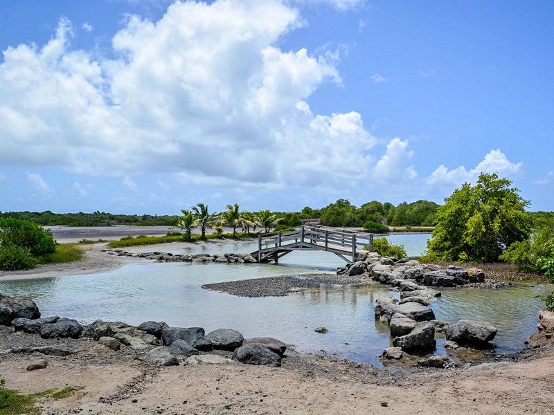 La Savane des Pétrifications