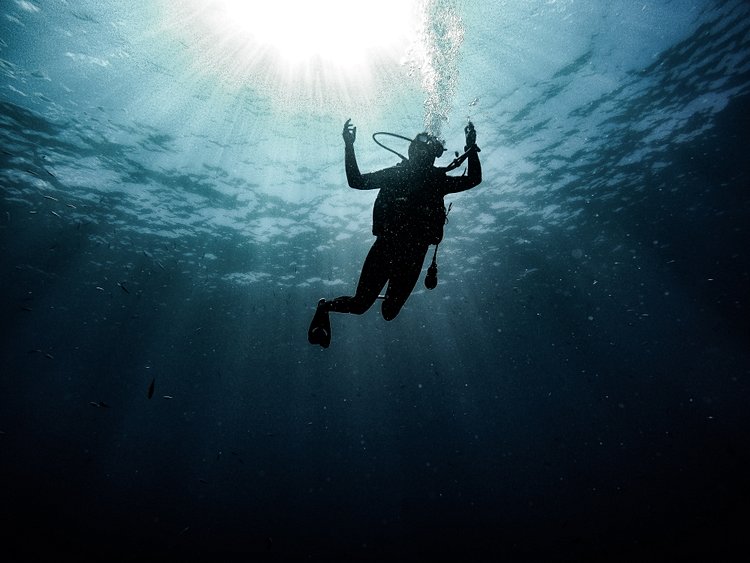 Plonger avec les mammifères marins ?