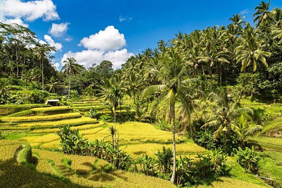 Tegallalang (Bali)