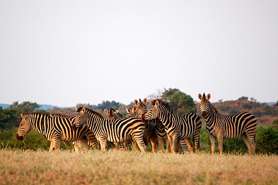 Désert du Kalahari