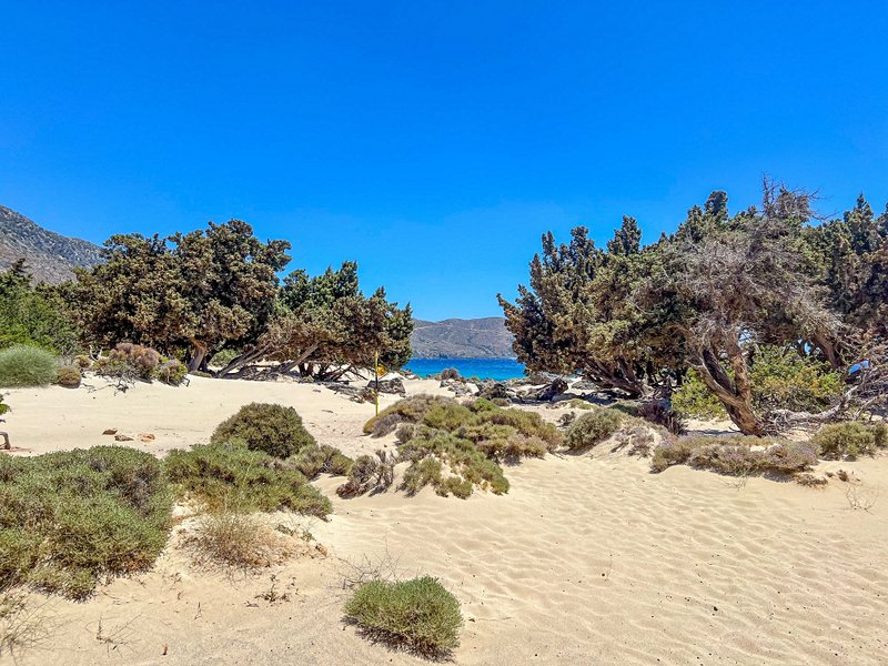 Dunes et cèdres du lagon