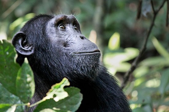 Parc national Rwenzori Mountains