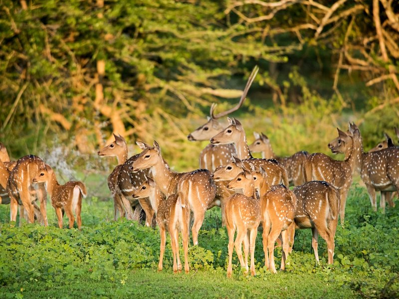 Parc National de Yala