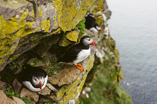 Látrabjarg