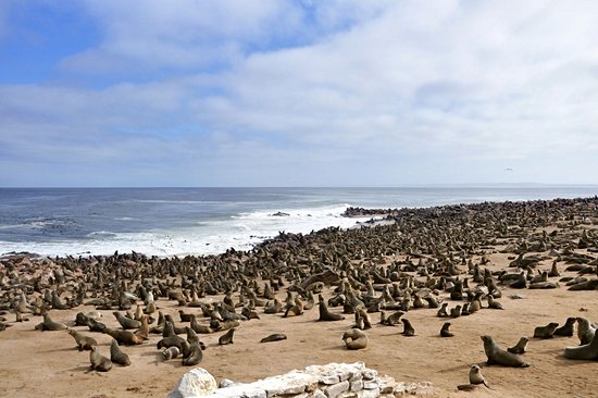Réserve de Cape Cross