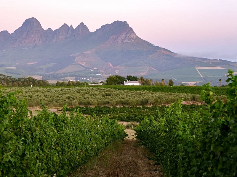 Les Vignobles