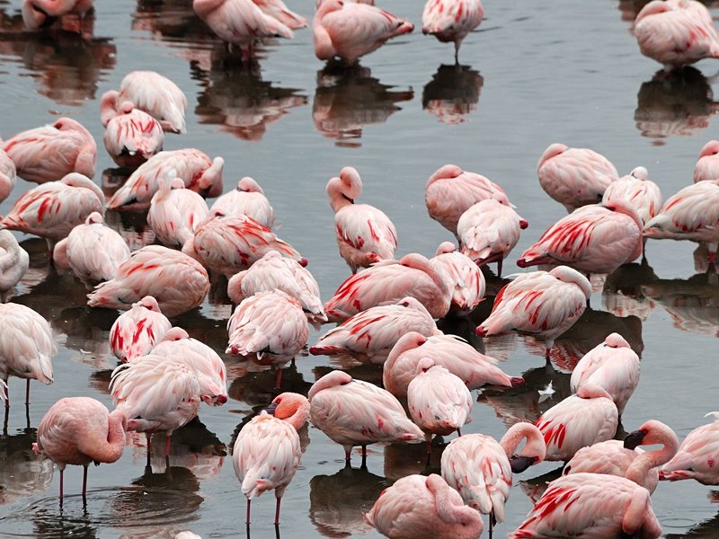 Randonnée au cœur du cratère Empakaï