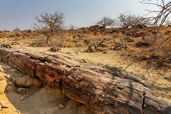 Petrified Forest