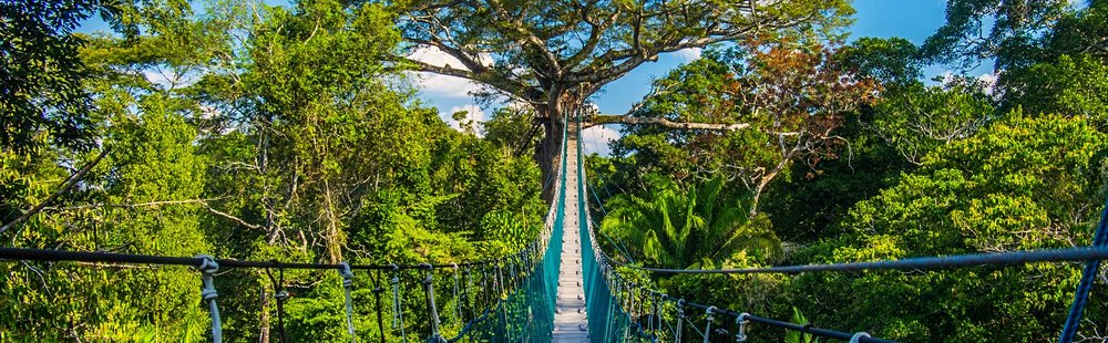 La forêt amazonienne