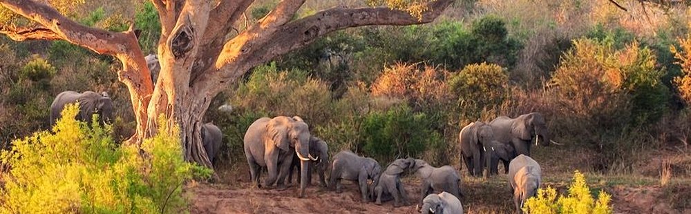 Parc National Kruger