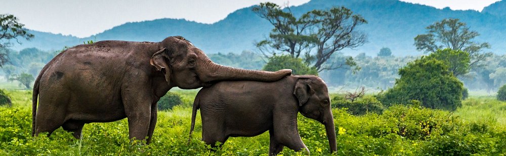 Parc national de Minneriya