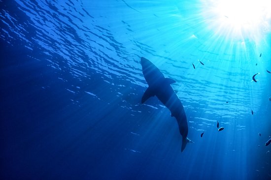 Isla Guadalupe