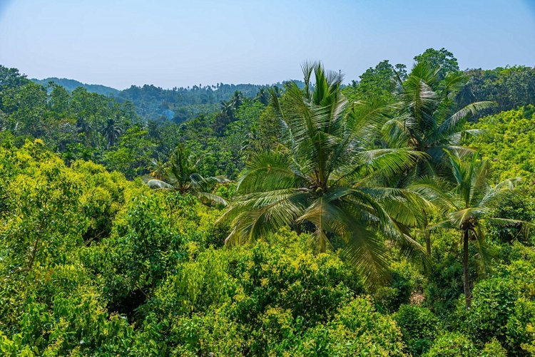 Sri Lanka – Triangle des épices 3