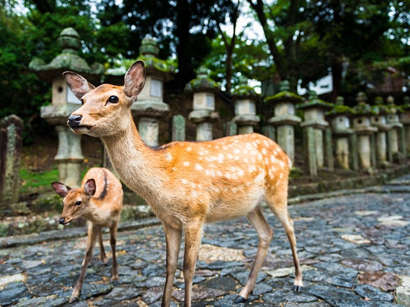 Nara