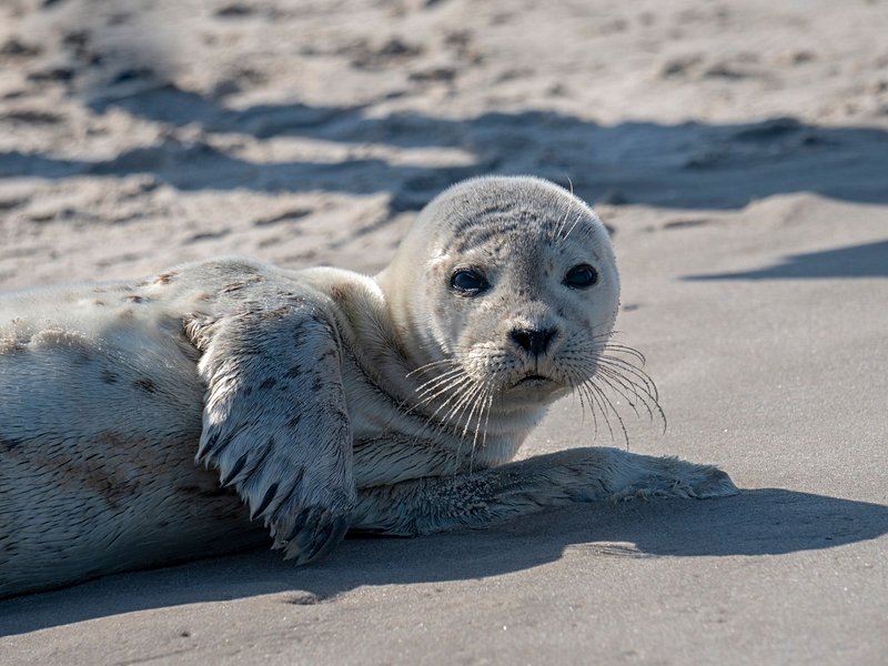 Skagen