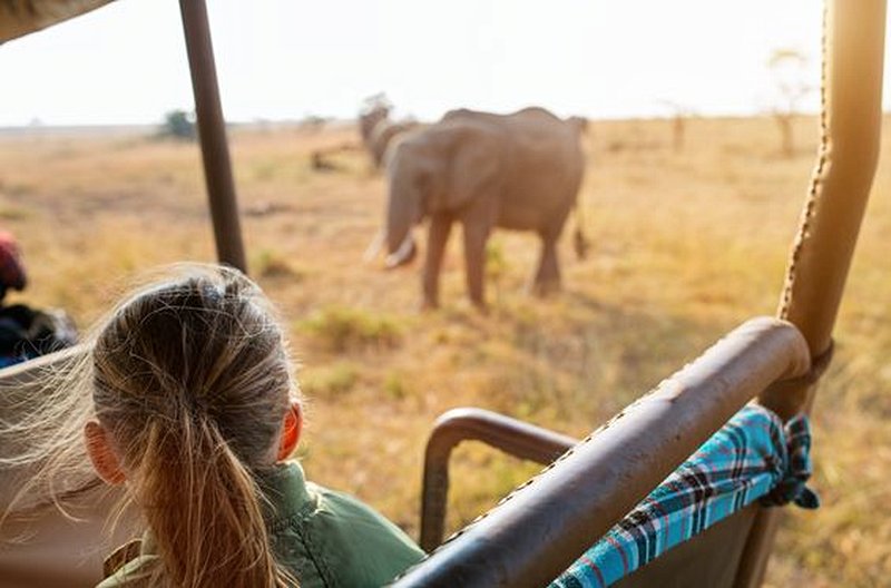 Admirer les animaux de la savane