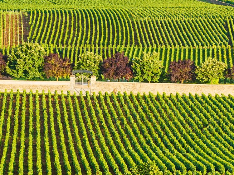 Route des Grands Crus de Bourgogne - France 3