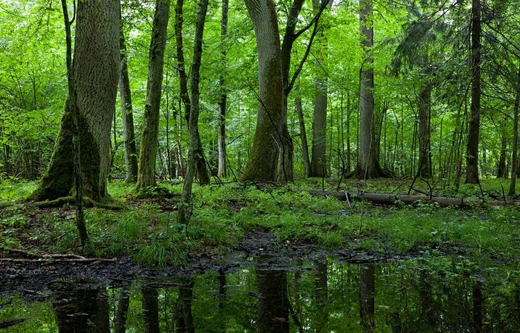 La forêt de Bialowieza