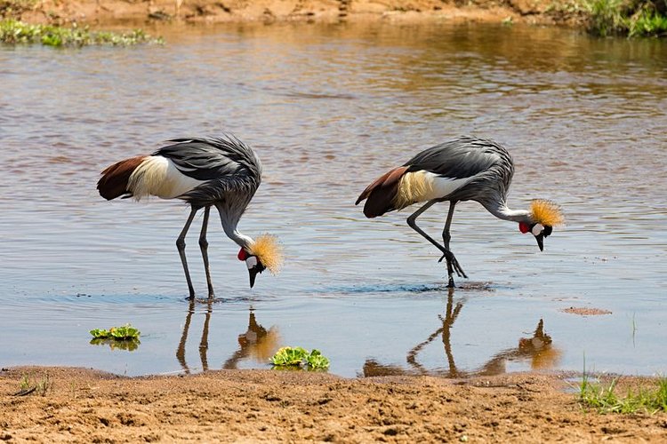 Le Parc National de Ruaha