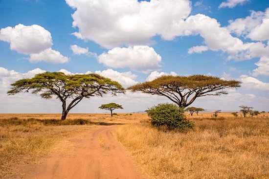 Le parc national du Serengeti