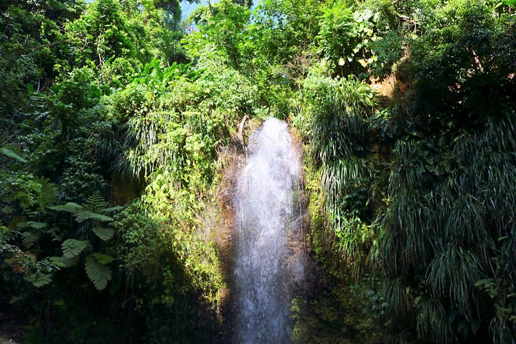 Gros Piton Nature Trail 3