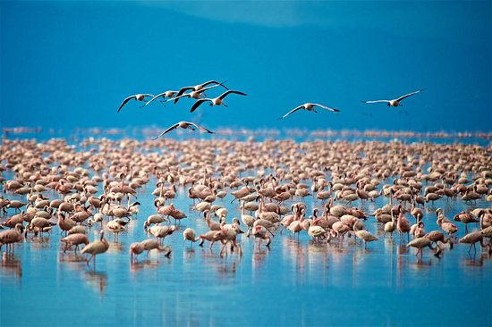 Lac Manyara