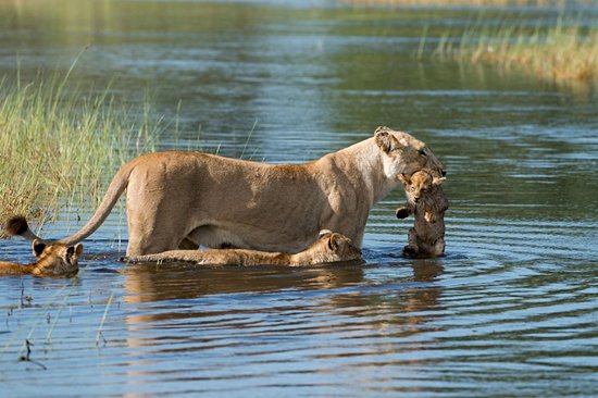 Delta de l'Okavango