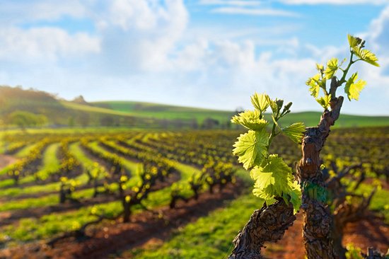 Vallée de la Barossa