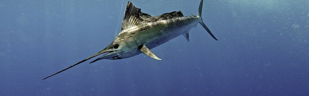 La faune marine de Sao Nicolau
